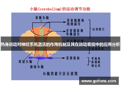 热身运动对神经系统激活的作用机制及其在运动表现中的应用分析